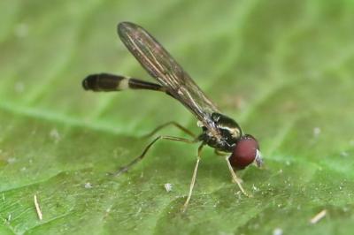 <i>Baccha elongata</i>