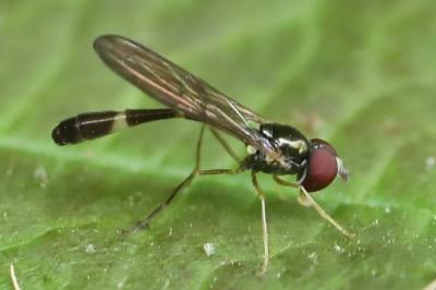 <i>Baccha elongata</i>