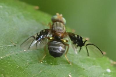 <i>Anomoia purmunda</i>
