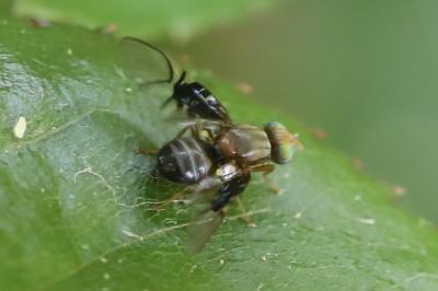 <i>Anomoia purmunda</i>