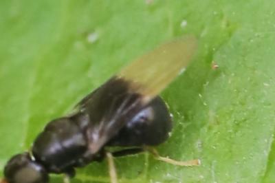 <i>Pachygaster atra</i>