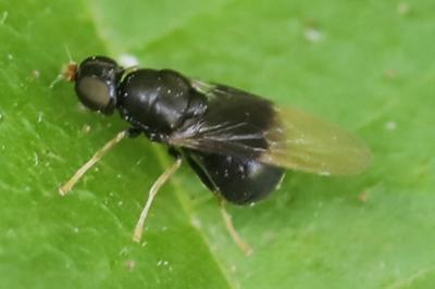 <i>Pachygaster atra</i>