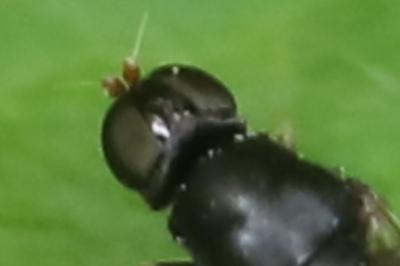 <i>Pachygaster atra</i>