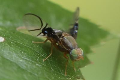<i>Anomoia purmunda</i>