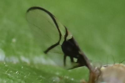 <i>Anomoia purmunda</i>