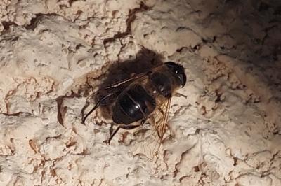 <i>Eristalis</i>