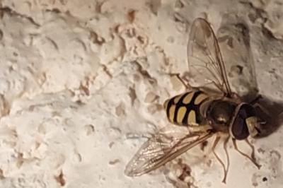 <i>Eupeodes corollae</i>