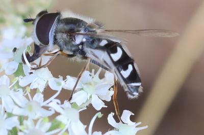 <i>Scaeva pyrastri</i>