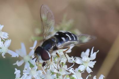 <i>Scaeva pyrastri</i>