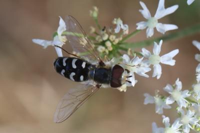 <i>Scaeva pyrastri</i>