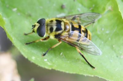 <i>Myathropa florea</i>