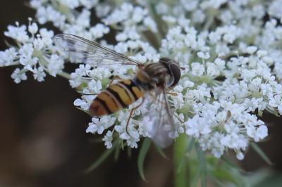 <i>Episyrphus balteatus</i>