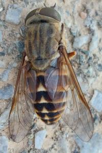 <i>Tabanus</i>