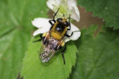 <i>Volucella bombylans</i>