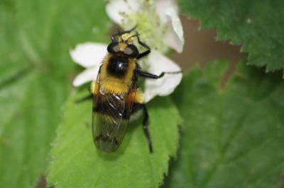 <i>Volucella bombylans</i>