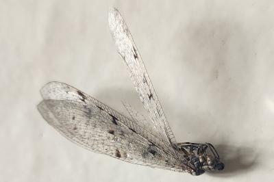 <i>Euroleon nostras</i>