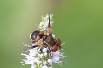 <i>Ectophasia</i>