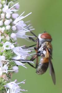 <i>Ectophasia</i>