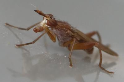 <i>Sepedon spinipes</i>