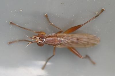 <i>Sepedon spinipes</i>