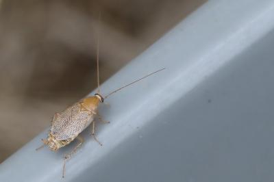 <i>Planuncus vinzi</i>