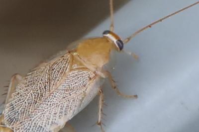 <i>Planuncus vinzi</i>
