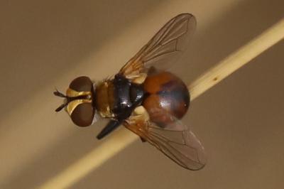 <i>Cistogaster globosa</i>