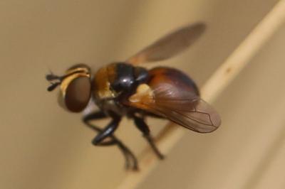 <i>Cistogaster globosa</i>