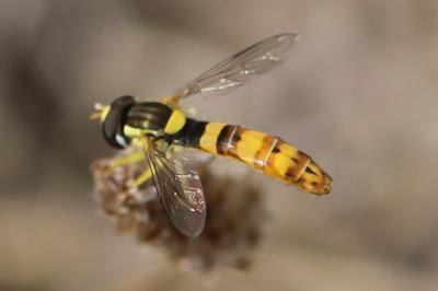 <i>Sphaerophoria scripta</i>