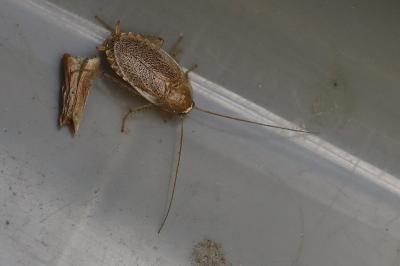 <i>Planuncus vinzi</i>