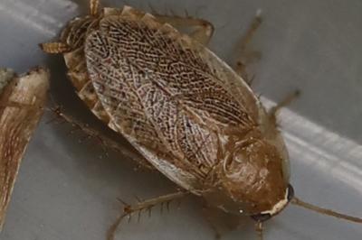 <i>Planuncus vinzi</i>