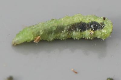 <i>Scaeva</i>