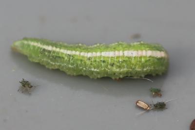 <i>Scaeva</i>