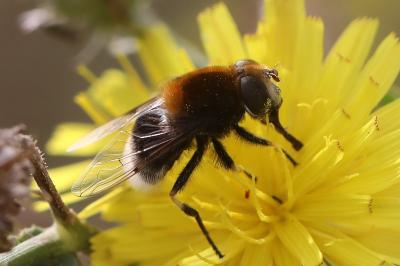 <i>Eristalis intricaria</i>