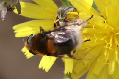 <i>Eristalis intricaria</i>