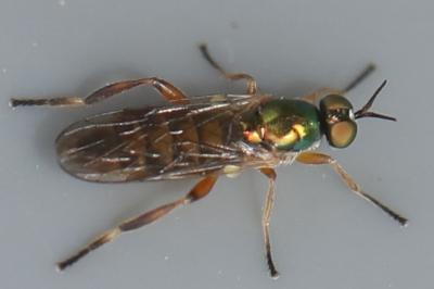 <i>Chorisops tibialis</i>