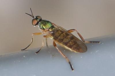 <i>Chorisops tibialis</i>