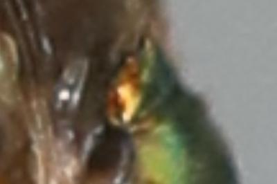 <i>Chorisops tibialis</i>
