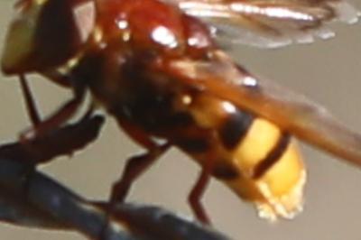 <i>Volucella zonaria</i>