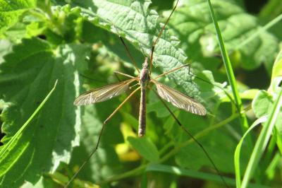 <i>Tipula</i>