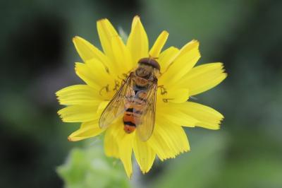 <i>Episyrphus balteatus</i>