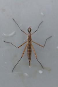 <i>Micropeza lateralis</i>