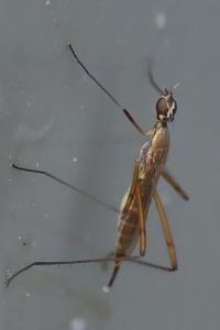 <i>Micropeza lateralis</i>