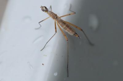 <i>Micropeza lateralis</i>