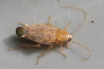 <i>Planuncus vinzi</i>