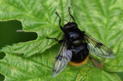 <i>Volucella bombylans</i>