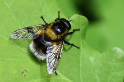 <i>Volucella bombylans</i>