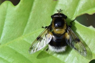 <i>Volucella bombylans</i>