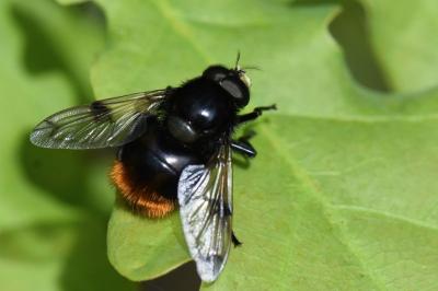 <i>Volucella bombylans</i>