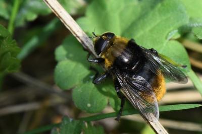 <i>Merodon equestris</i>
